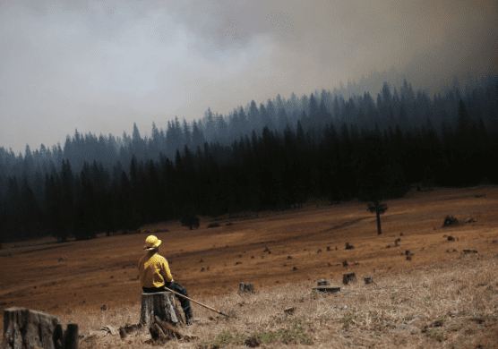 Firefighter near the Forest